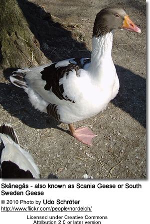 Scania goose httpswwwbeautyofbirdscomimagesbirdsDucksS