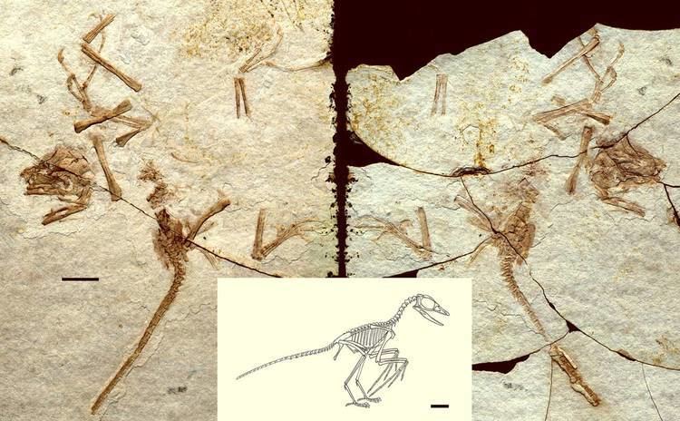 Scansoriopteryx Scansoriopteryx Study Challenges Hypothesis that Birds Evolved from