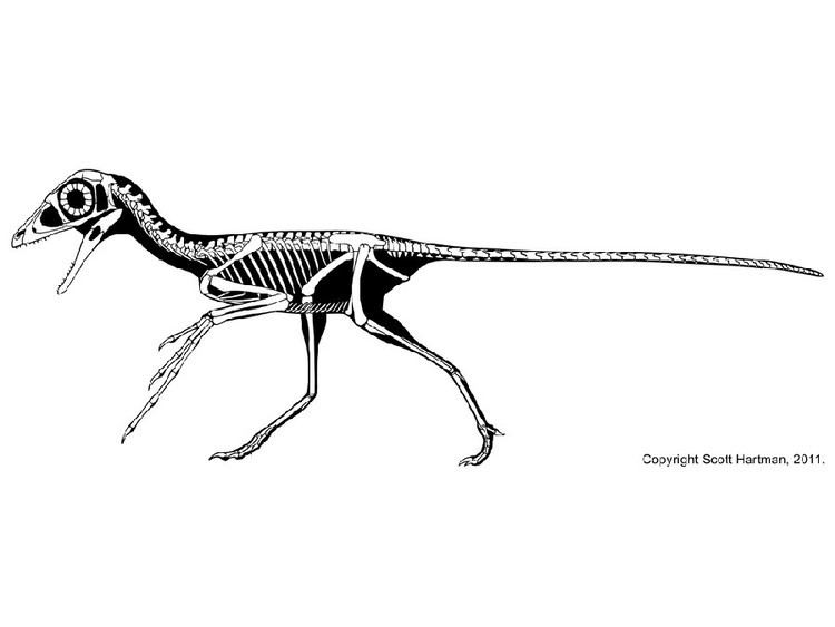 Scansoriopteryx Scansoriopteryx Pictures amp Facts The Dinosaur Database