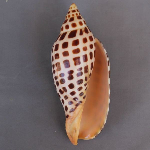 Scaphella junonia Scaphellajunonia USA Lamarck1804 caledonianseashells