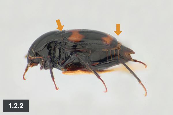 Scaphidiinae Staphylinidae of Eastern Canada and Adjacent United States Part 1