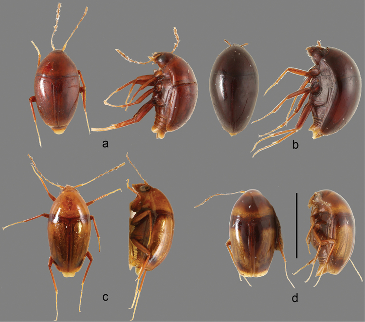 Scaphidiinae A review of the genus Xotidium Lbl 1992 Coleoptera Staphylinidae