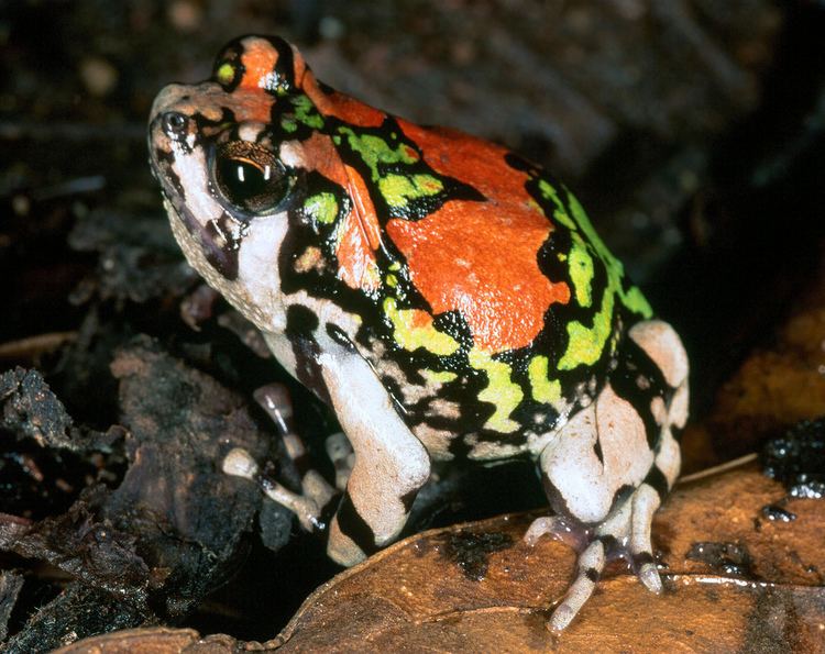 Scaphiophryne gottlebei Malagasy Rainbow Frog Scaphiophryne gottlebei Isalo Nati Flickr
