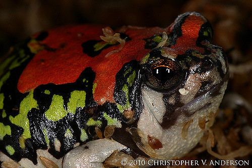 Scaphiophryne gottlebei Scaphiophryne gottlebei Gottlebe39s Narrowmouthed Frog Flickr