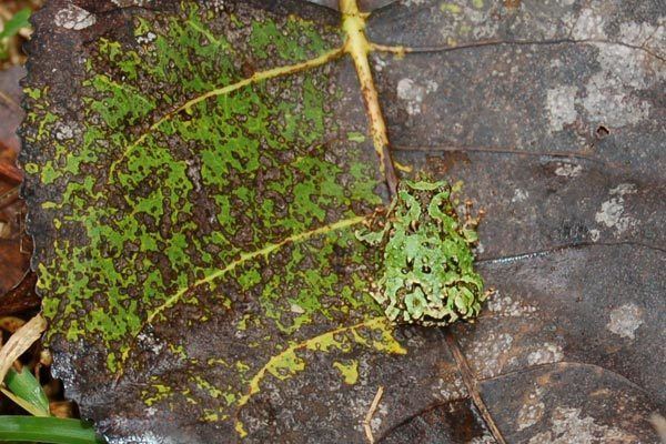 Scaphiophryne marmorata Wild Herps Marbled Rain Frog Scaphiophryne marmorata