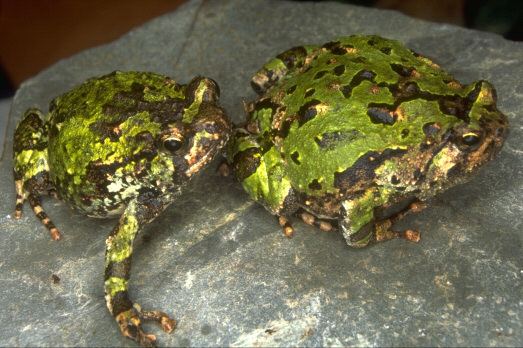Scaphiophryne marmorata Madagascan Burrowing Frogs Care Sheet
