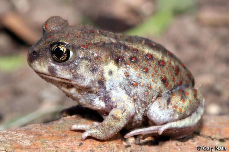 Scaphiopus Hurter39s Spadefoot Scaphiopus hurterii