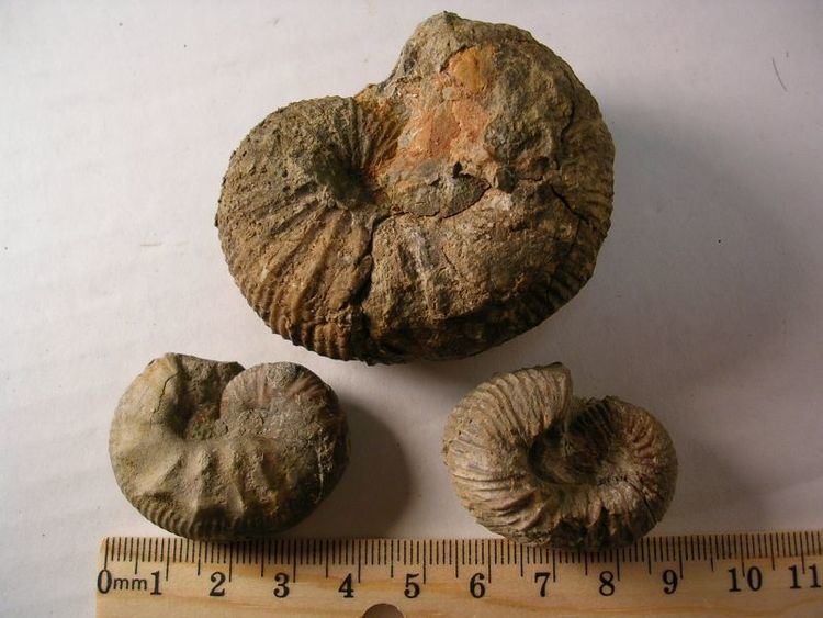 Scaphites Coniacian Ammonites