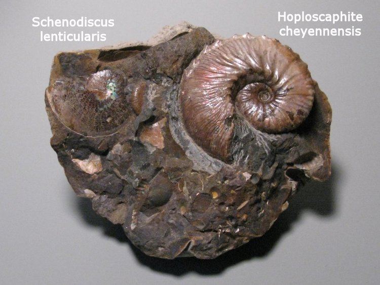 Scaphites Hoploscaphites ScaphiteampSpenodiscus Ammonite