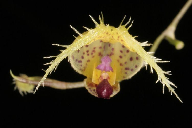 Scaphosepalum IOSPE PHOTOS