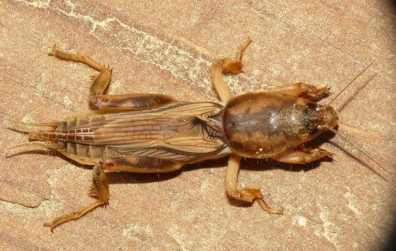 Scapteriscus Mole Cricket Neoscapteriscus vicinus BugGuideNet