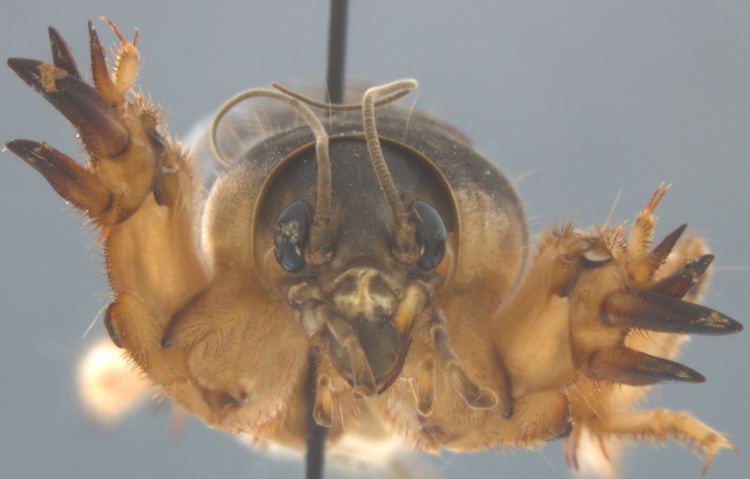 Scapteriscus Scapteriscus borellii GiglioTos southern mole cricket