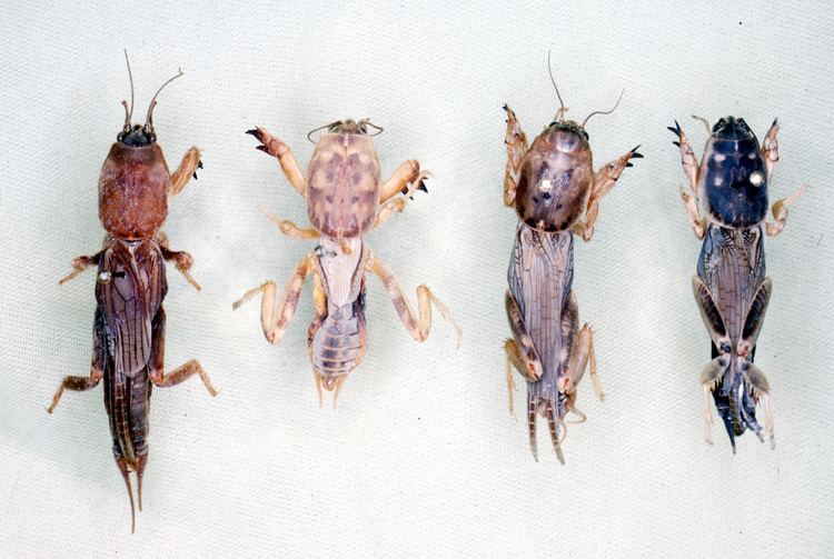 Scapteriscus Genus Scapteriscus