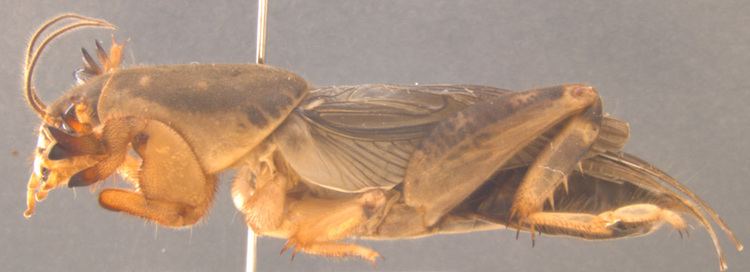 Scapteriscus borellii mississippientomologicalmuseumorgmsstateeduima