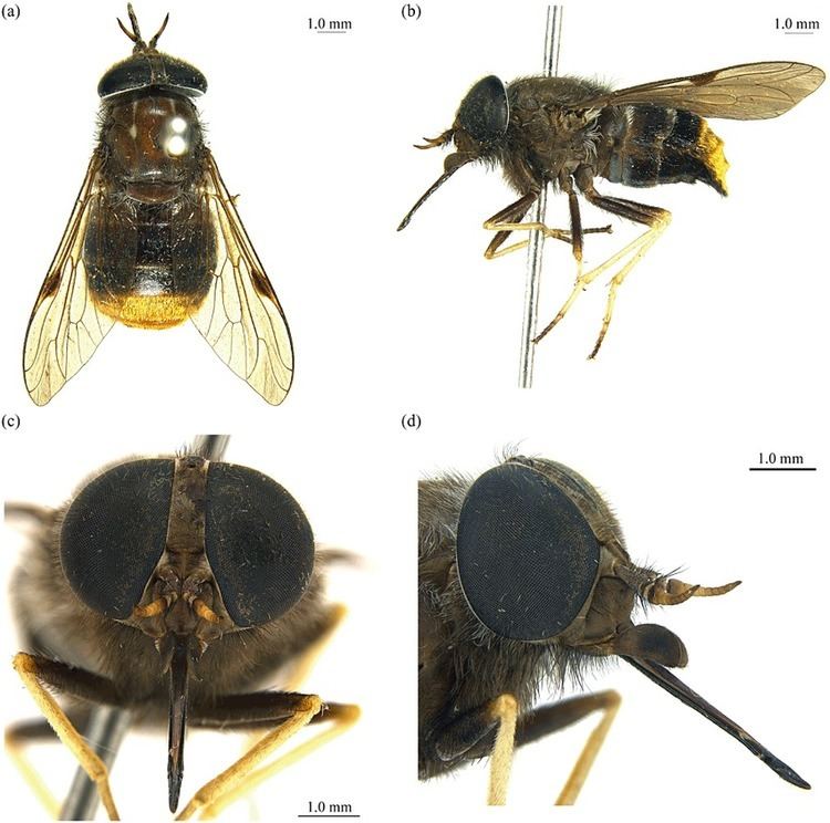 Scaptia beyonceae New species of the Australian horse fly subgenus Scaptia Plinthina