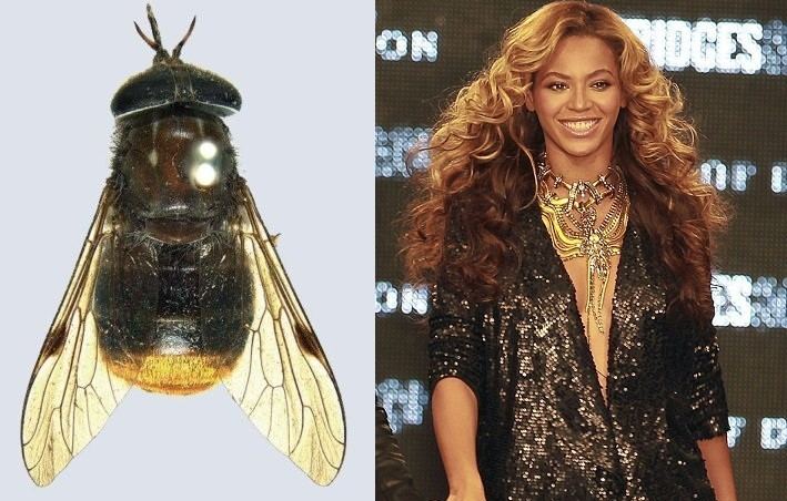 Scaptia beyonceae Fly With Golden Bottom Named After Bootylicious Beyonce