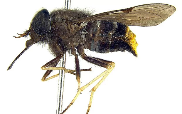 Scaptia beyonceae The Beyonce fly Researchers name insect with golden behind after