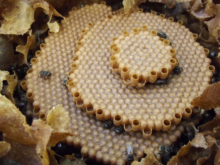 Scaptotrigona postica Meliponicultura em Foco Mandaguari Scaptotrigona Postica