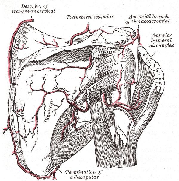 Scapular anastomosis