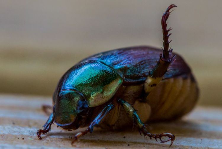 Scarab (artifact) Scarabs Scarab Pictures Scarab Facts National Geographic
