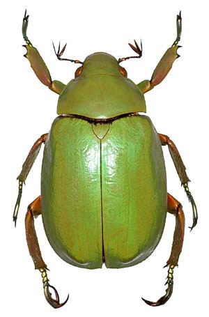 Scarabaeidae Generic Guide to New World Scarab BeetlesScarabaeidaeRutelinae