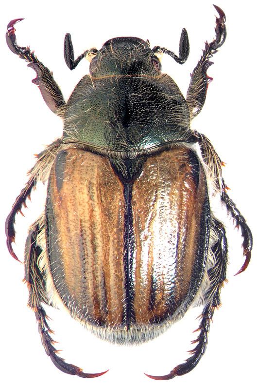 Scarabaeidae 
