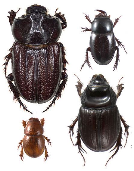 Scarabaeidae Subfamily Orphninae Coleoptera Scarabaeidae wwwscarabaeoideacom