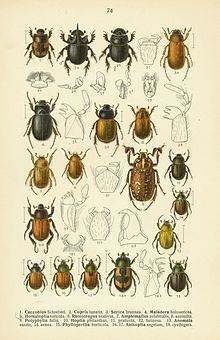 Scarabaeidae httpsuploadwikimediaorgwikipediacommonsthu