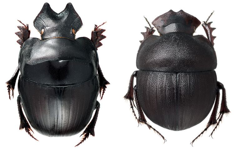 Scarabaeinae Subfamily Scarabaeinae Coleoptera Scarabaeidae www