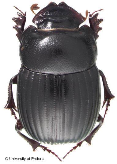 Scarabaeinae Scarabaeinae Scarabaeidae