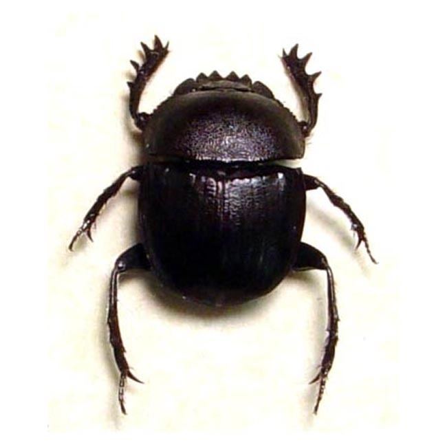 Scarabaeus sacer Scarabaeus sacerAncient Egyptian Sacred Scarab beetle Real