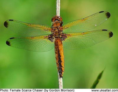 Scarce chaser Scarce Chaser Dragonflies Libellula fulva UK Safari