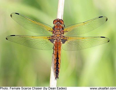 Scarce chaser Scarce Chaser Dragonflies Libellula fulva UK Safari