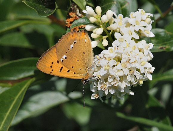 Scarce copper Butterflies of Europe Lycaena virgaureae