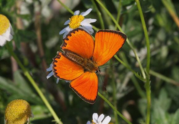 Scarce copper Butterflies of Europe Lycaena virgaureae