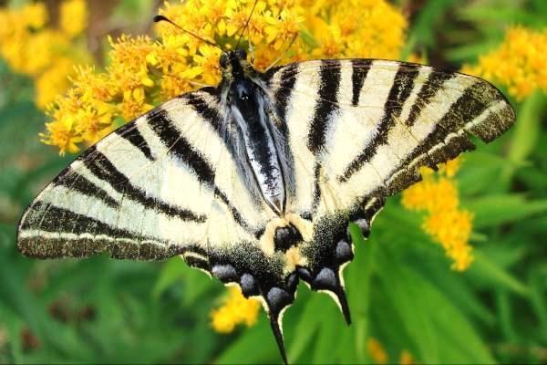 Scarce swallowtail Scarce Swallowtail Butterfly jardinperdu