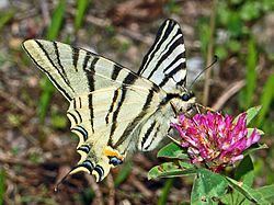 Scarce swallowtail Scarce swallowtail Wikipedia