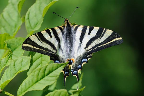 Scarce swallowtail British Butterflies A Photographic Guide by Steven Cheshire