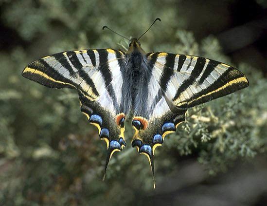 Scarce swallowtail Scarce swallowtail Iphiclides podalirius