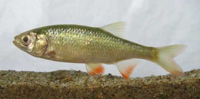 Scardinius Fish Identification