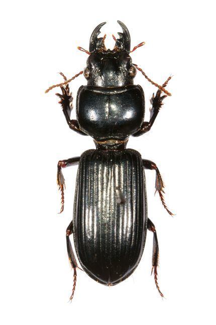 Scarites Genus Scarites Fabricius 1775 249 Carabidae