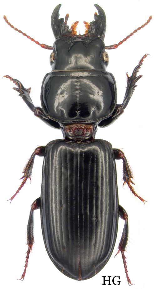 UNMOUNTED beetle,Carabidae from Tanzania Scarites sp