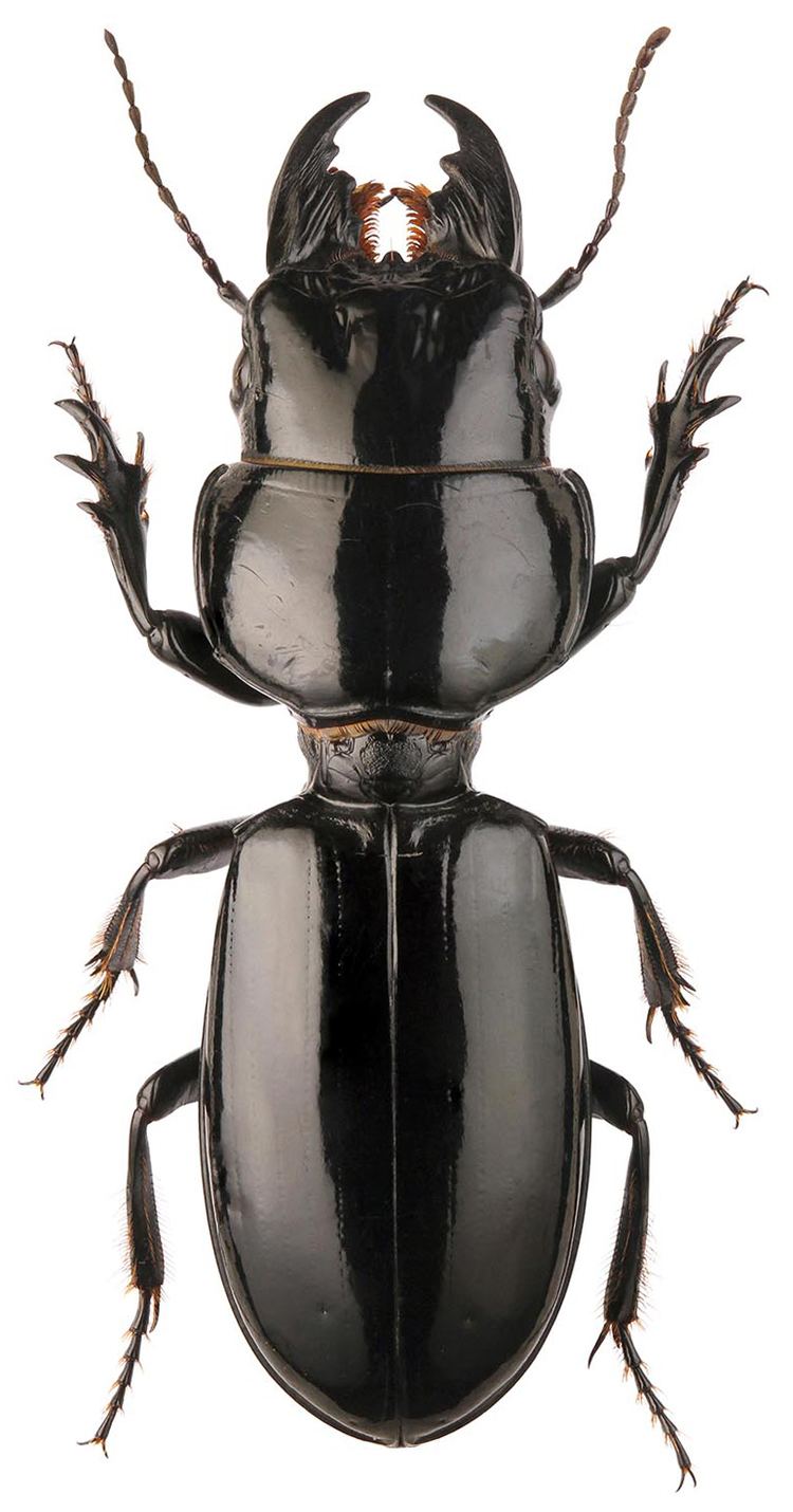 Scarites Genus Scarites Fabricius 1775 249 Carabidae
