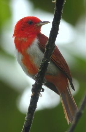 Scarlet-and-white tanager Surfbirds Online Photo Gallery Search Results