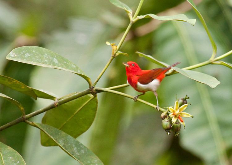Scarlet-and-white tanager httpsphotossmugmugcomStockBirdsofEcuador
