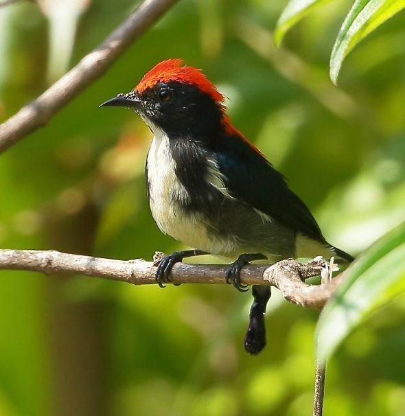 Scarlet-backed flowerpecker Scarletbacked Flowerpecker and its black excrements Bird Ecology