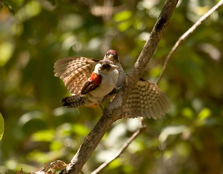 Scarlet-backed woodpecker Sapayoa Ecuador Bird Photos Photo Keywords veniliornis callonotus