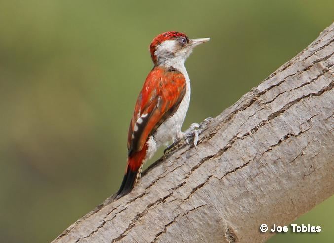 Scarlet-backed woodpecker Scarletbacked Woodpecker Veniliornis callonotus videos photos