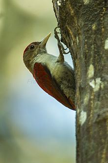 Scarlet-backed woodpecker httpsuploadwikimediaorgwikipediacommonsthu