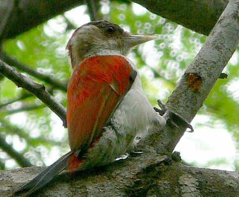 Scarlet-backed woodpecker REISEN NACH NORDPERU NORDPERUREISEN ECOLOGICAL ARCHAEOLOGICAL